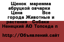 Щенок  маремма абруцкой овчарки › Цена ­ 50 000 - Все города Животные и растения » Собаки   . Ненецкий АО,Топседа п.